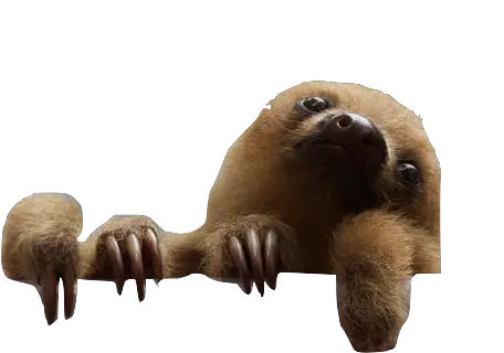 Baby Sloth Png Picture 1794020 Baby Sloth Sloth Png