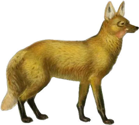 Filedogs Jackals Wolves And Foxes Plate Viipng Swift Fox Wolves Png