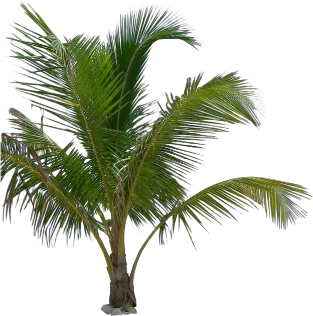 Black Trees Png