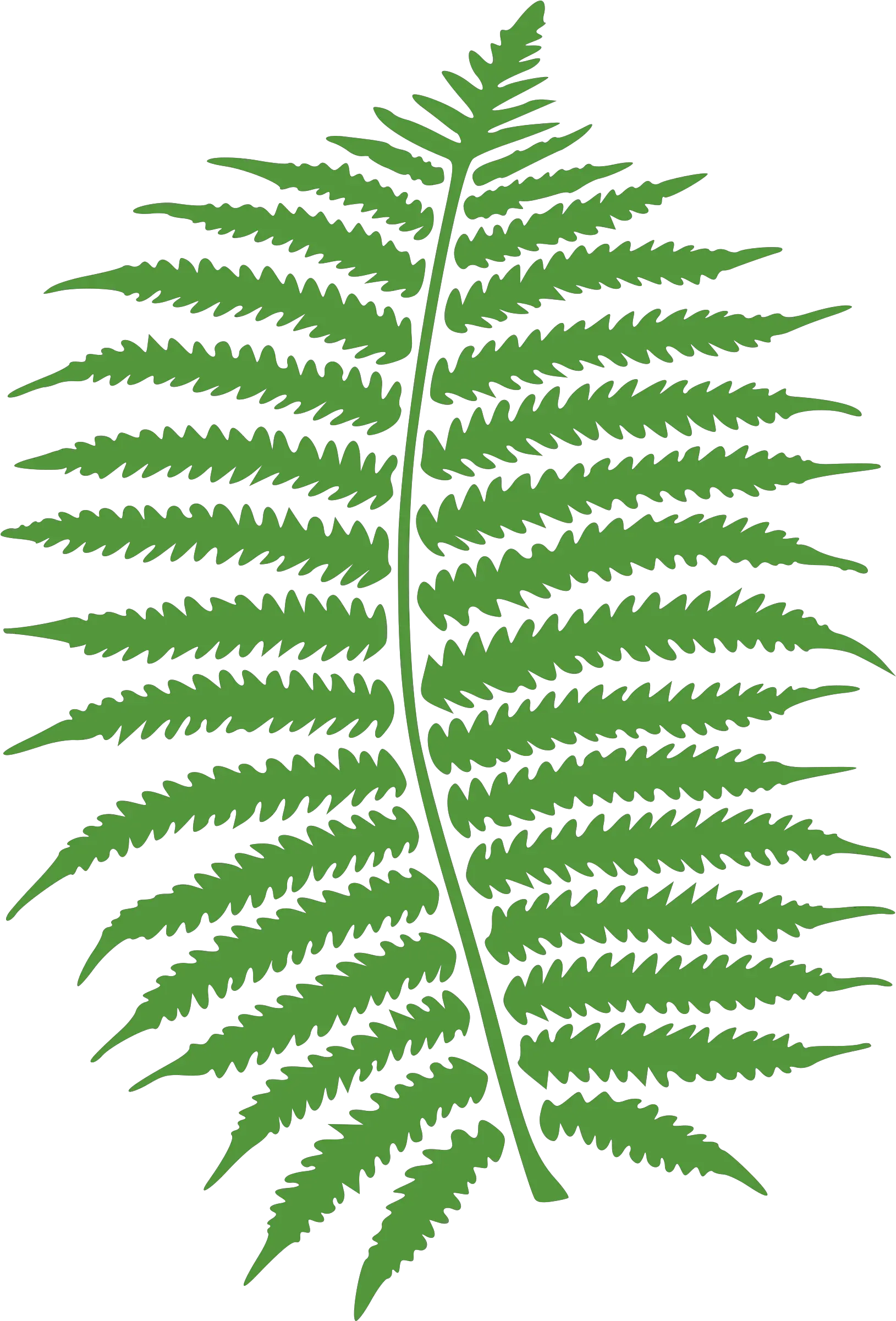 Download Hd Watercolor Vector Fern Fern Clipart Black And White Png Fern Png