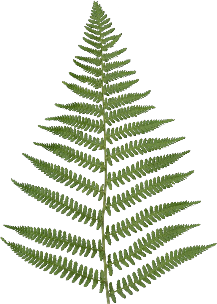 Fern Fern Transparent Png Fern Png