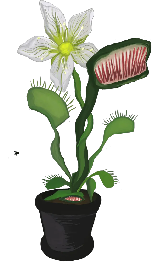 Venus Fly Trap Artificial Flower Png Venus Transparent Background