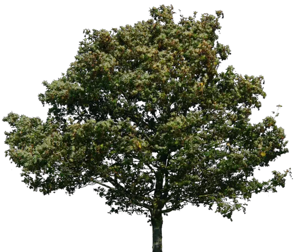 Tree Texture Png