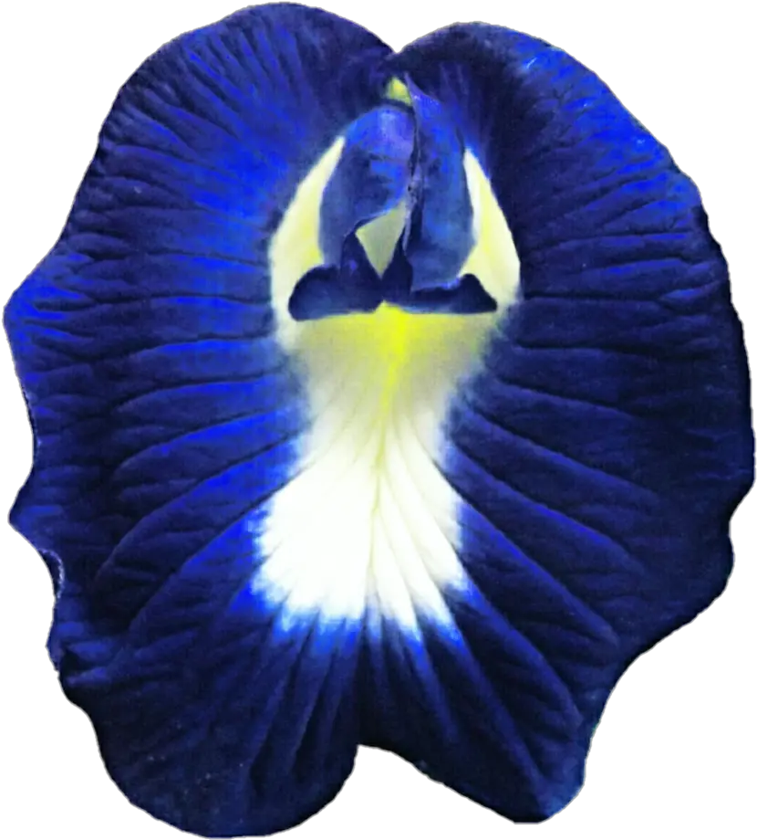 Transparent Butterfly Pea Flower Png Butterfly Pea Flower Png Pea Png