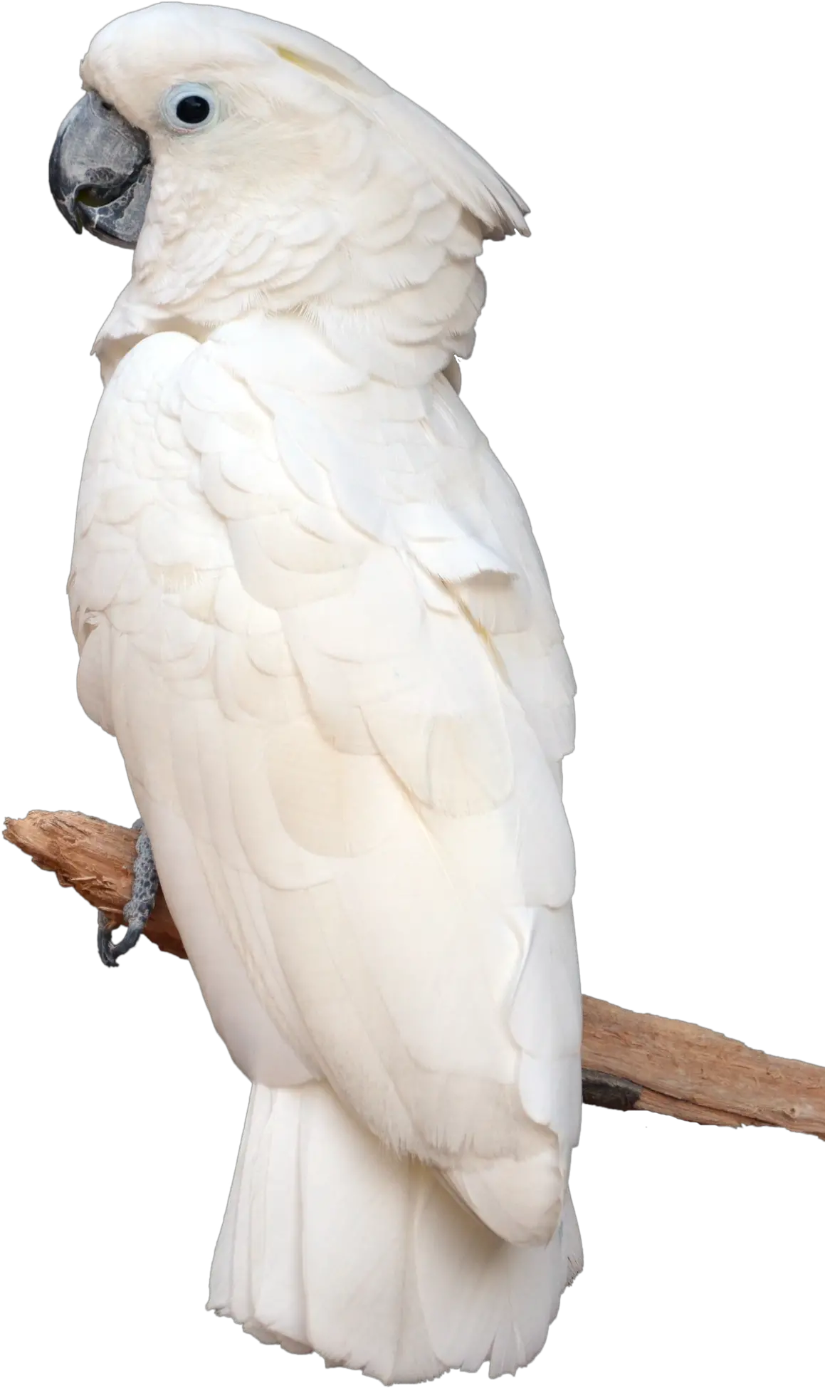 Download Parrotpngtransparentimagestransparent Parrot White Png Parrot Transparent Background