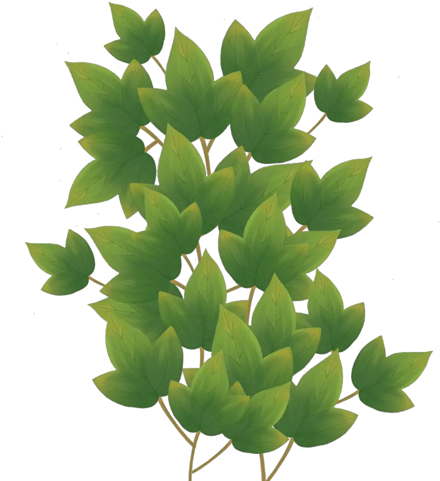 Ohtli U2014 Taylor Kemp Floral Design Png Ivy Png