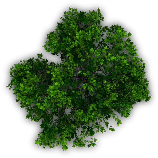 Little Tree Png