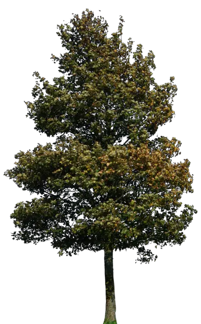 Fantasy Tree Png