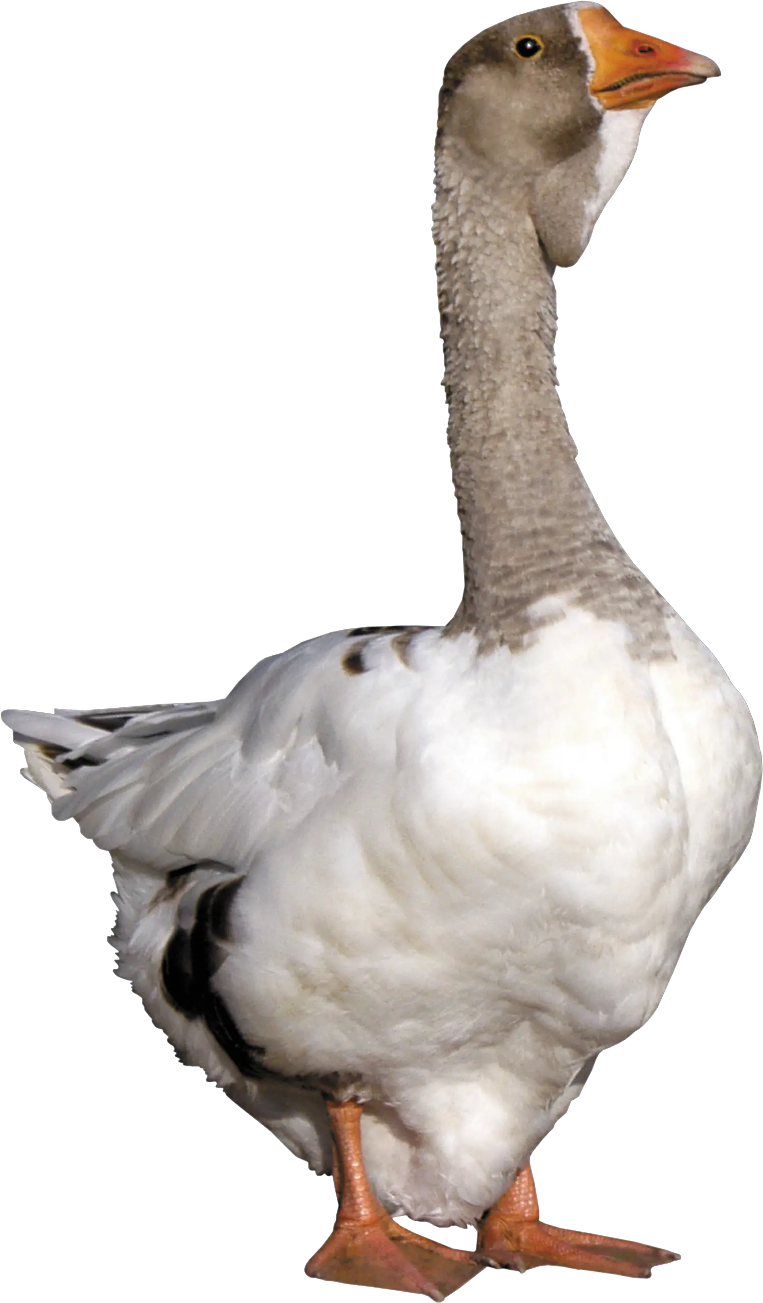 Goose Png Transparent Oie Goose Transparent