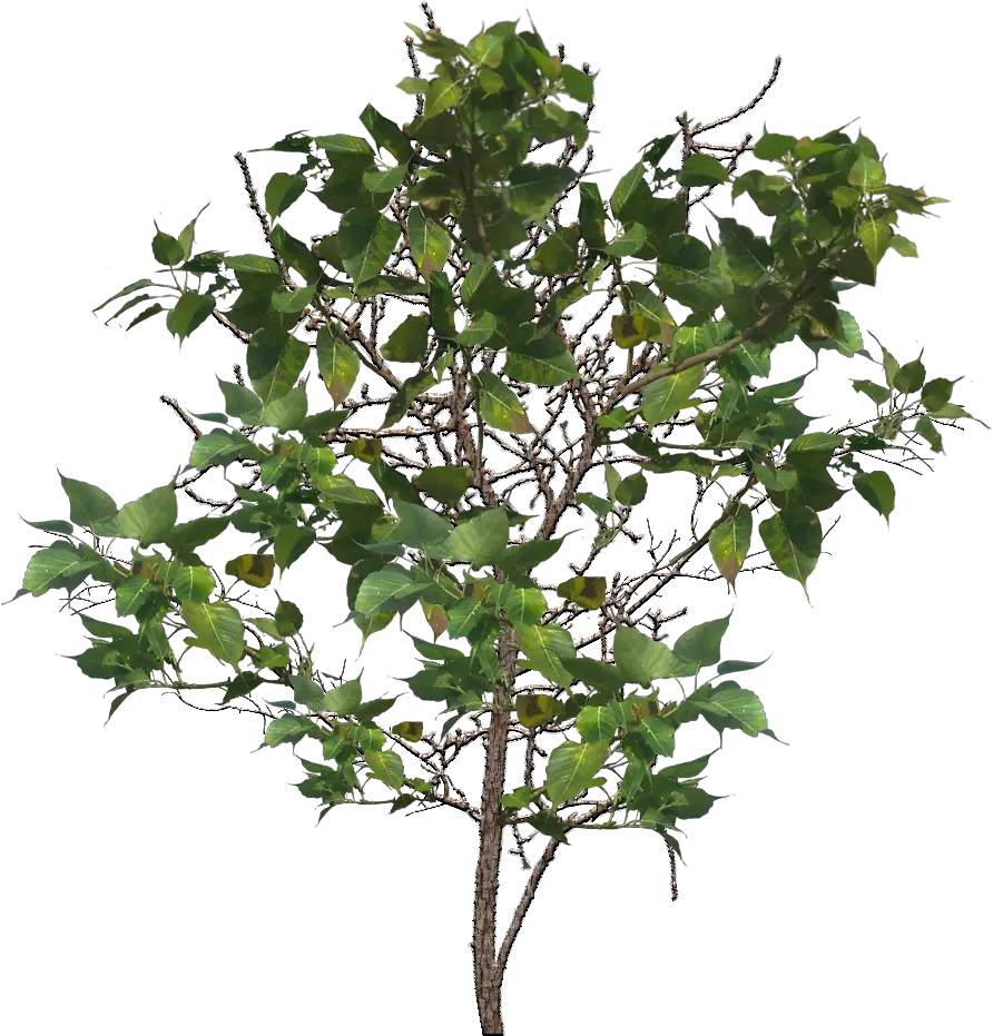 Tree Branch Png Image Portable Network Graphics Branch Png