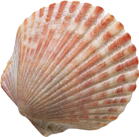 Seashell Sand Clip Art Sea Shell Png Sea Shell Png