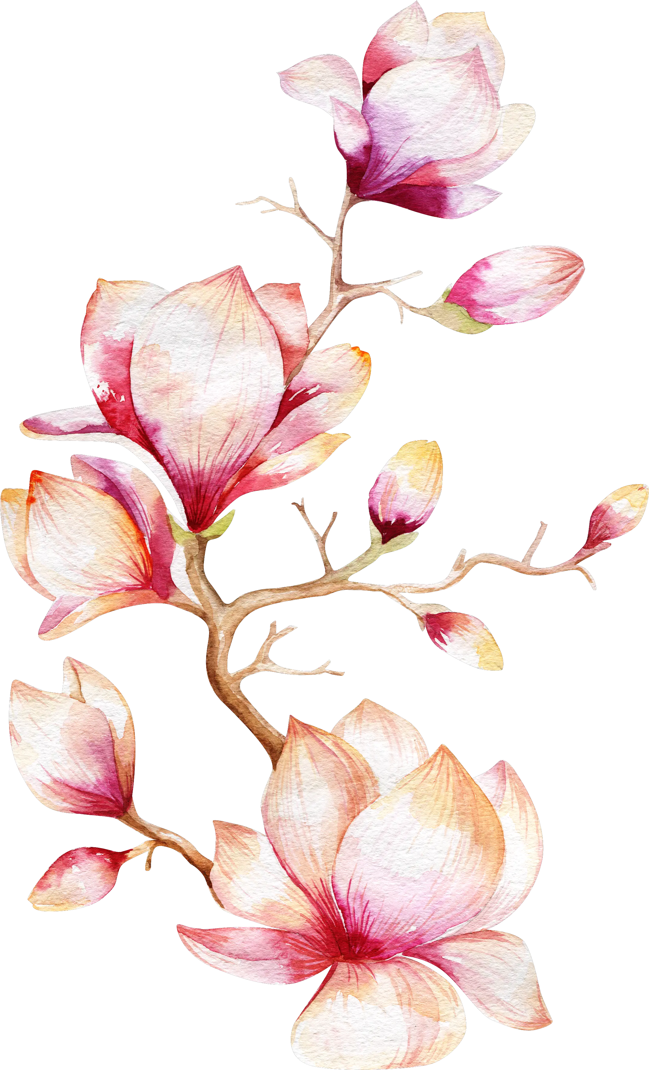 Magnolia Tree Watercolor Painting Black And White Watercolor Flowers Png Orchid Png