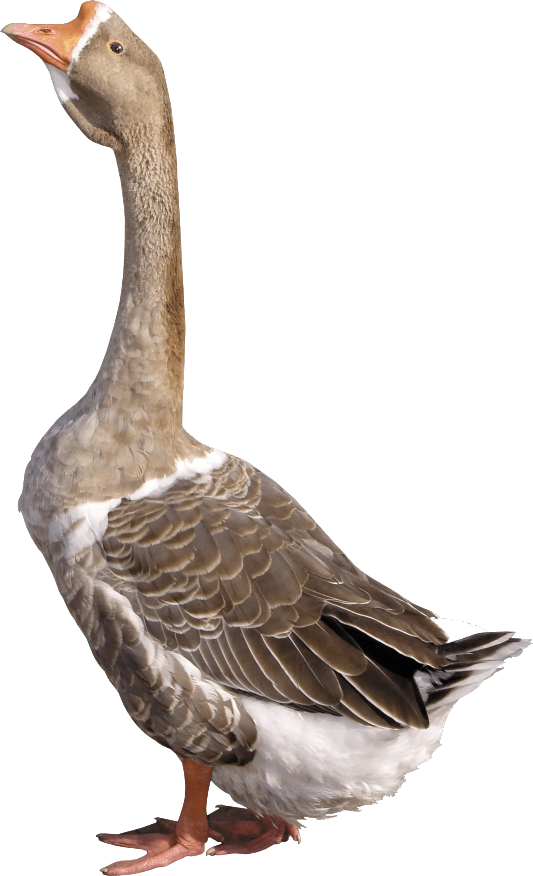 Download Grey Young Goose Png Image For Goose Png Goose Png