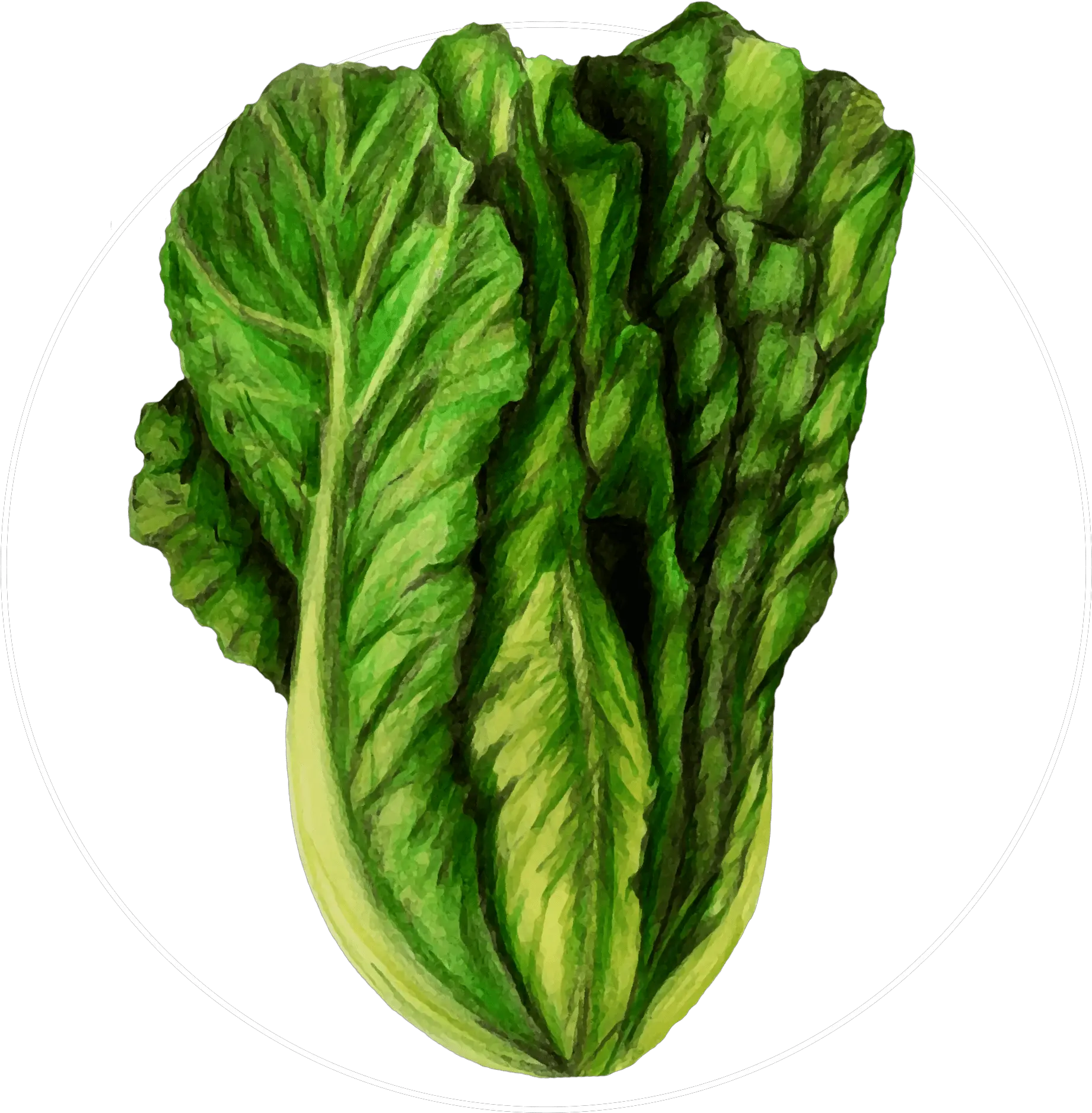 Jason B Graham Lettuce Icon Png Lettuce Png