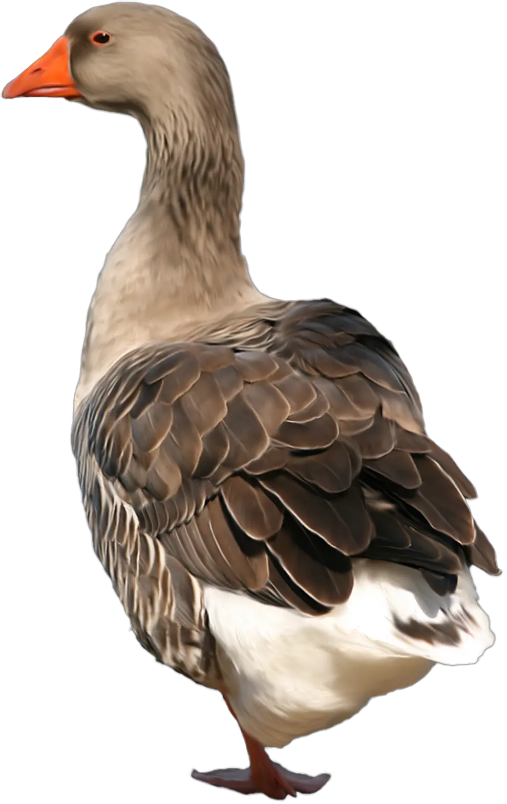 Goose Png Goose Png Goose Png