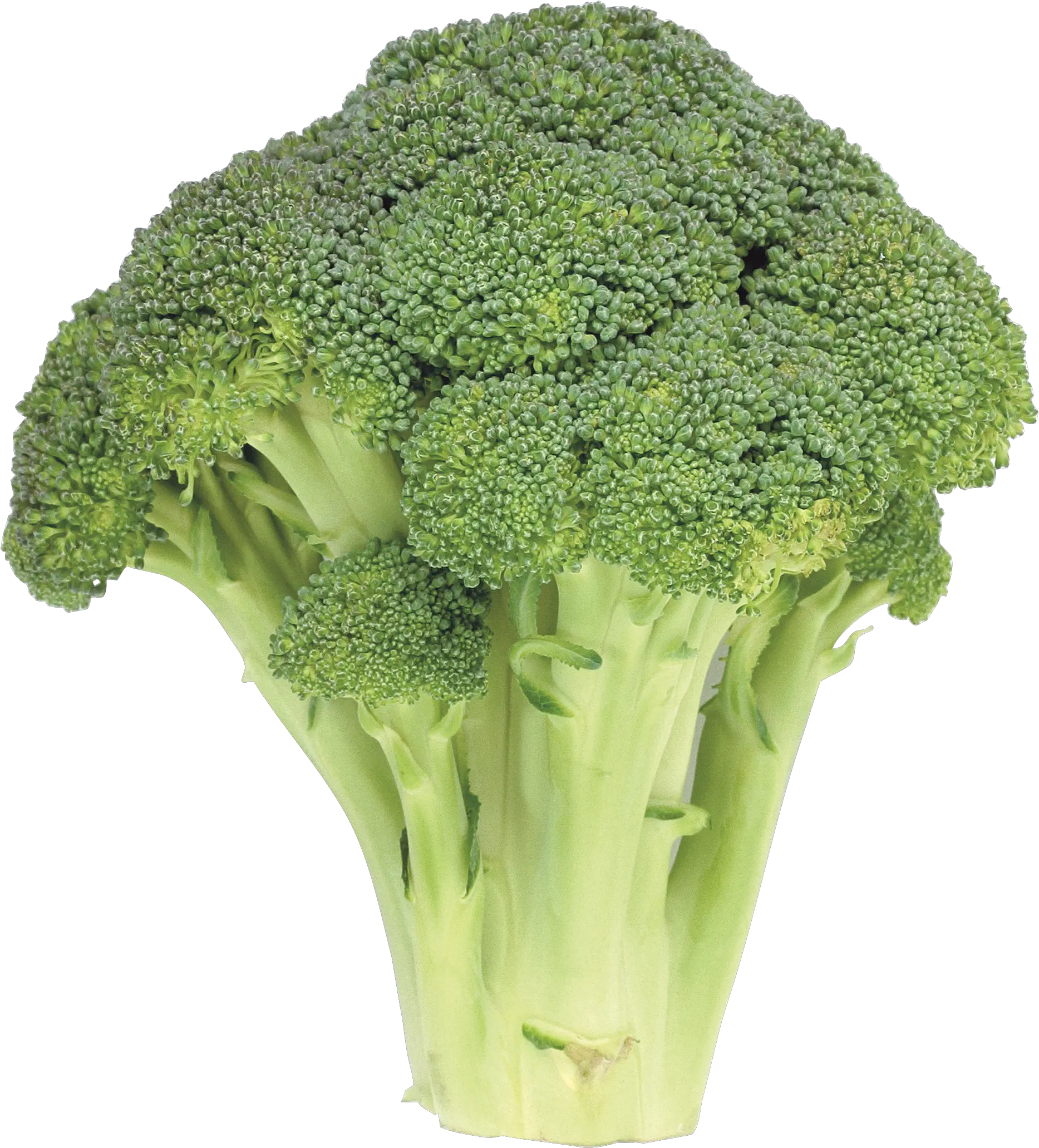 Broccoli Png Picture Png Clipart Brocoli Broccoli Transparent