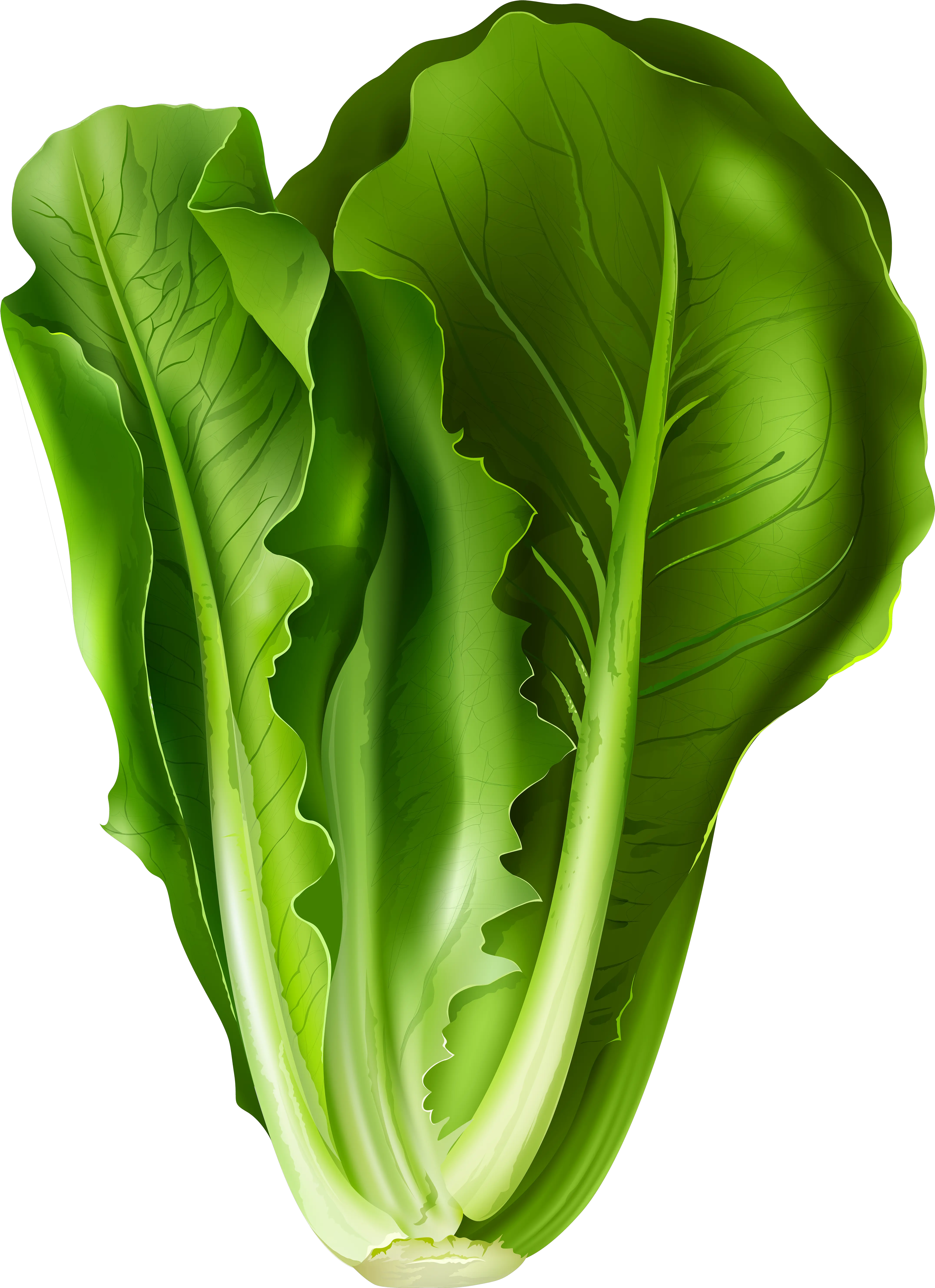 Lettuce Clipart Png Bed Romaine Lettuce Clipart Bed Clipart Png