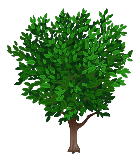 Tree Outline Png