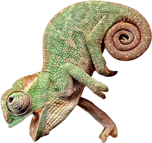 Happy Chameleon Chameleon With Its Mouth Open Clipart Chameleon Png Lizard Transparent Background