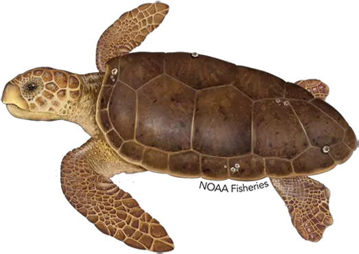 Download Free Png Loggerhead Turtle Noaa Fisheries Dlpngcom Loggerhead Turtle Ridley Png