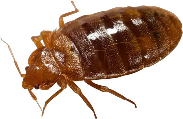 Bed Bug Png Transparent Picture Mart Bed Bugs In French Bugs Png