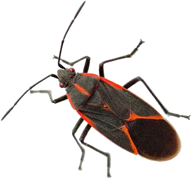 Boxelder Bug Transparent Image Png Arts Box Elder Bug White Background Bugs Png