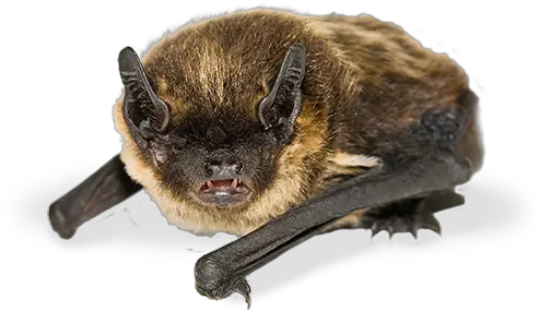Canadian Wildlife Federation Whatu0027s Putting Bats Michigan Bat Png Bat Transparent