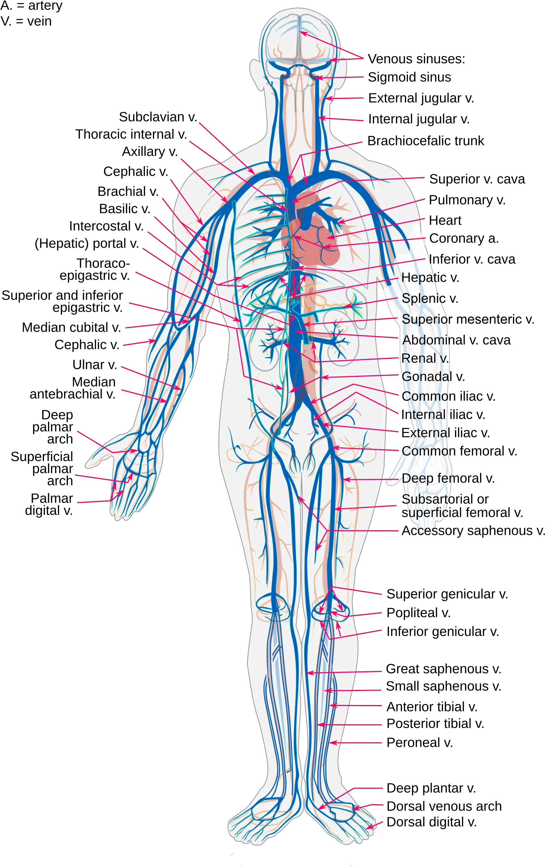 Vein Wikipedia Circulatory System Png Veins Png