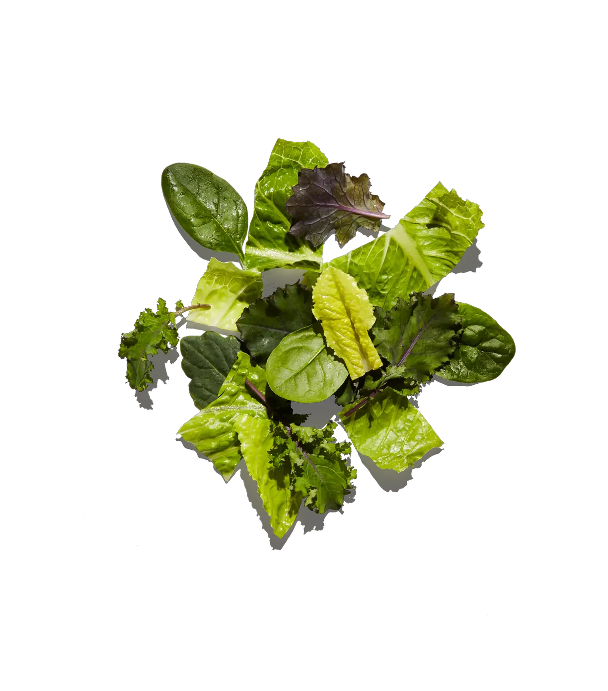 Chipotle Romaine Lettuce Peppermint Png Lettuce Transparent