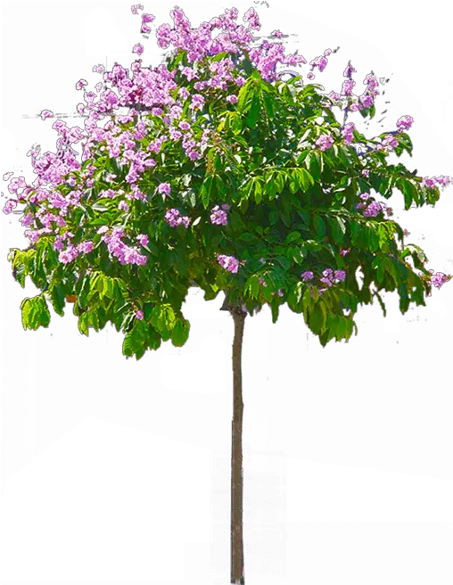 Tulsi Tree Png