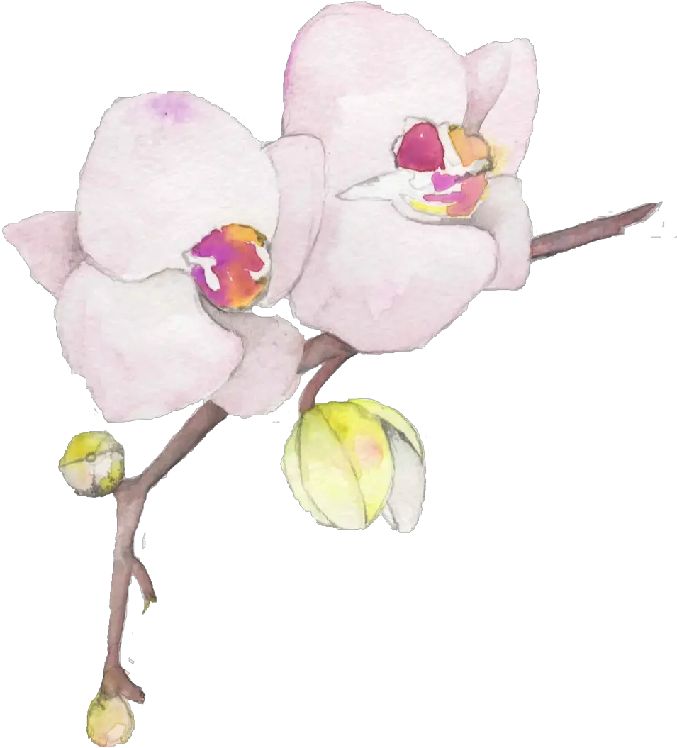 Flowers U2014 Wildblumen Ink Png Orchid