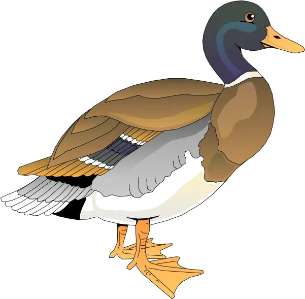 Duck Clipart Png 1 Image Free Clipart Duck Duck Clipart Png