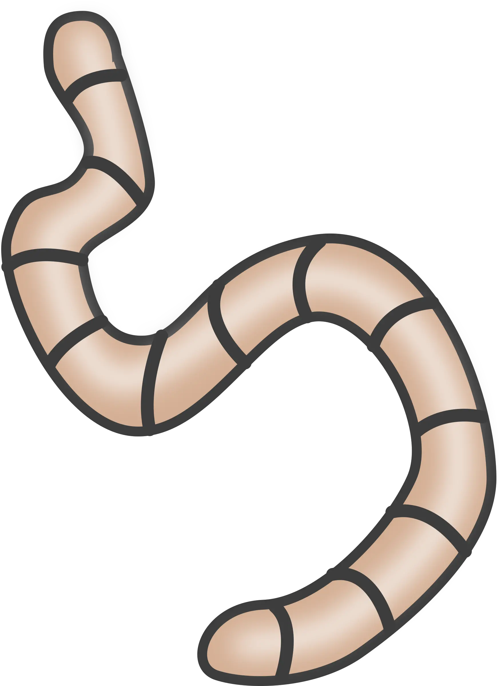 Worm Animal Biology Transparent Background Worm Clipart Png Worm Png