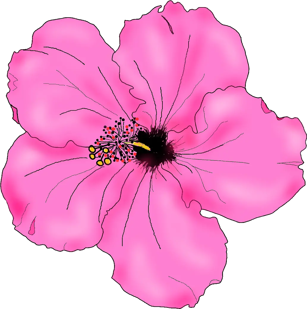 Flowers For Simple Hibiscus Flower Drawing Pink Hibiscus Cool Drawing Hibiscus Flower Png Hibiscus Flower Png