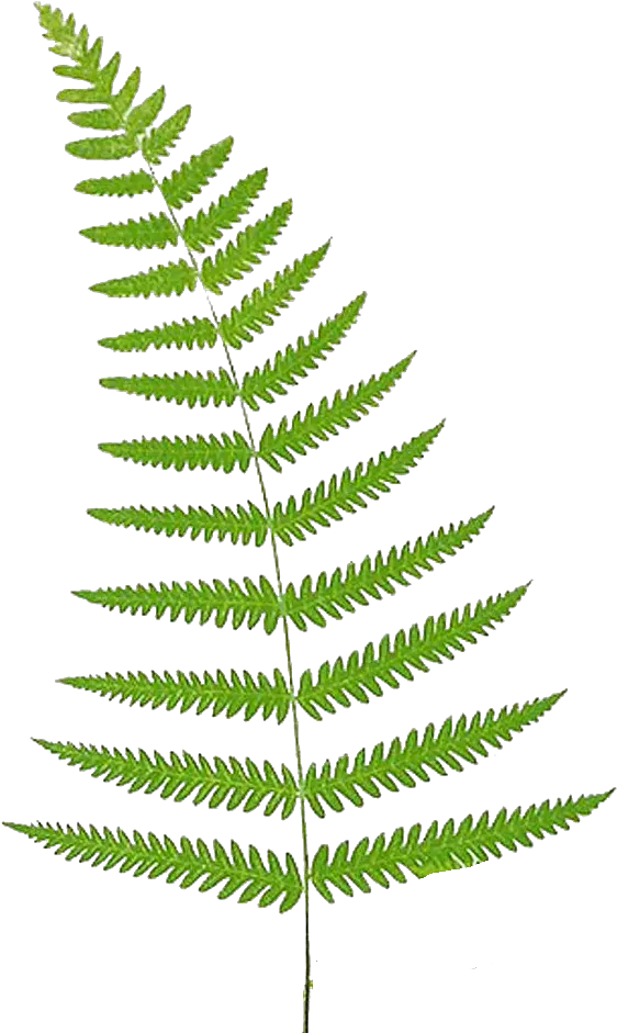 Download Fern Vector Leaf Fern Clipart Png Fern Png