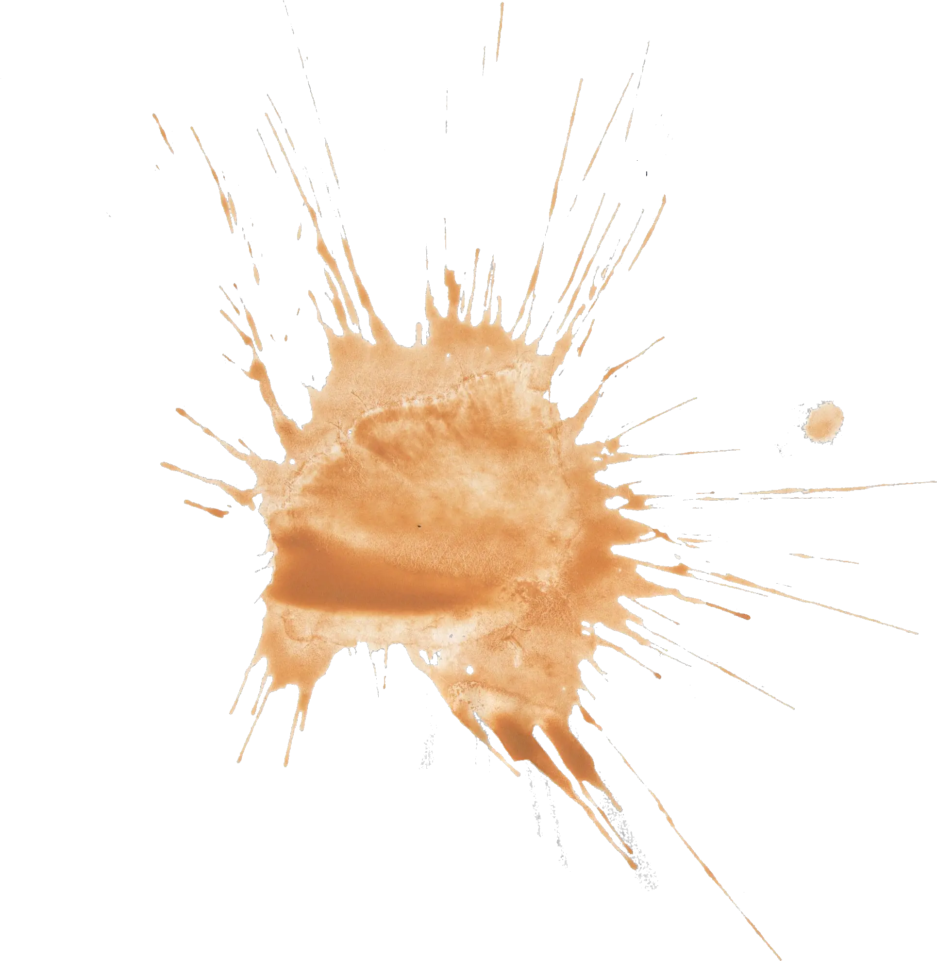 18 Brown Watercolor Splatter Png Transparent Onlygfxcom Marine Invertebrates Plankton Png