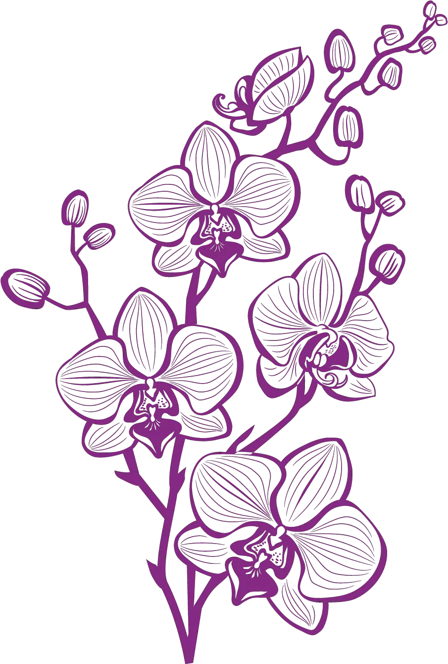 Download Hd Hand Painted Purple Orchid Vector Purple Orchid Vector Png Orchid Png