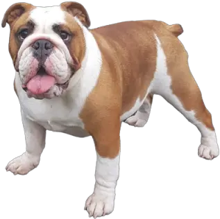 10 Best Dog Breeds To Picking Up Girls Olde English Bulldogge Png Bull Dog Icon