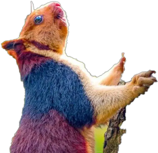 Squirrel Transparent Png Play Giant Multi Colored Squirrel Squirrel Transparent Background