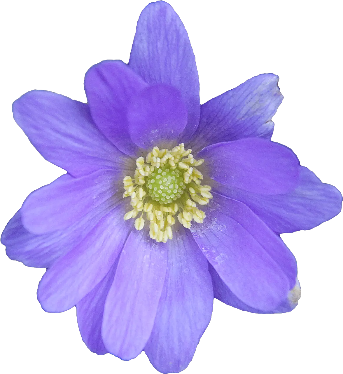 Flower Blue Transparent Png Blue Anemone Png Wildflower Png