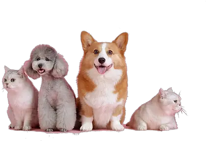 Home Petgrooming Png No Pets Icon