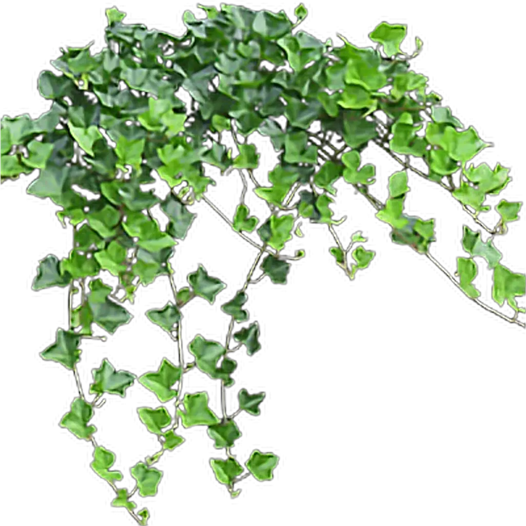 Transparent Background Ivy Png Transparent Background Ivy Png Ivy Png