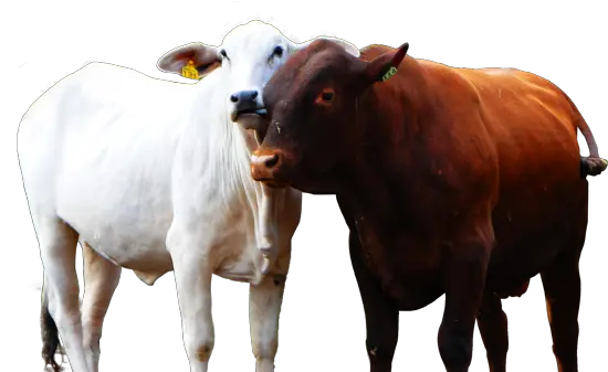 Boi Neloreboisenepol Senepol Cow Png Boi Png