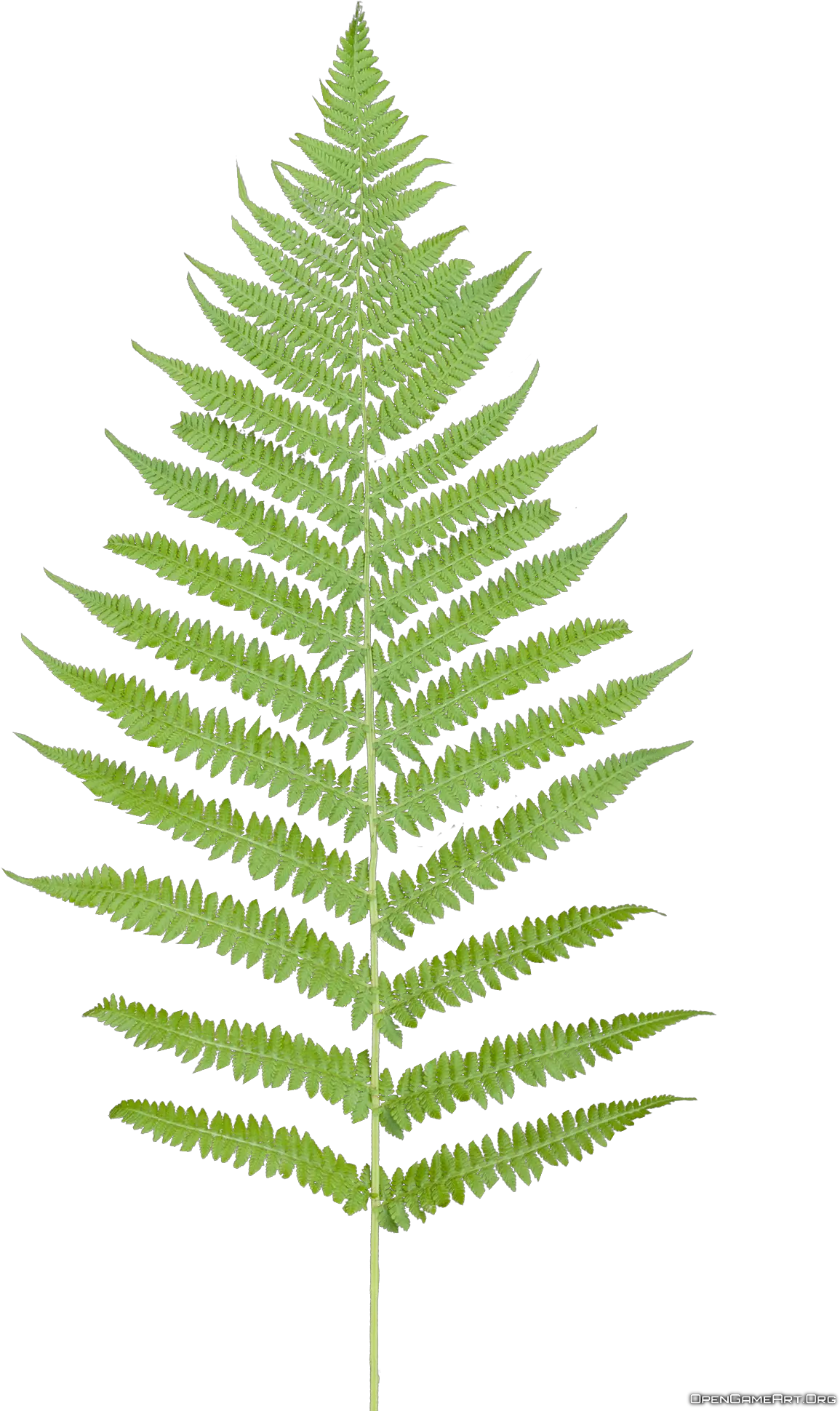 Transparent Fern Plant Leaves Transparent Background Fern Png Fern Png