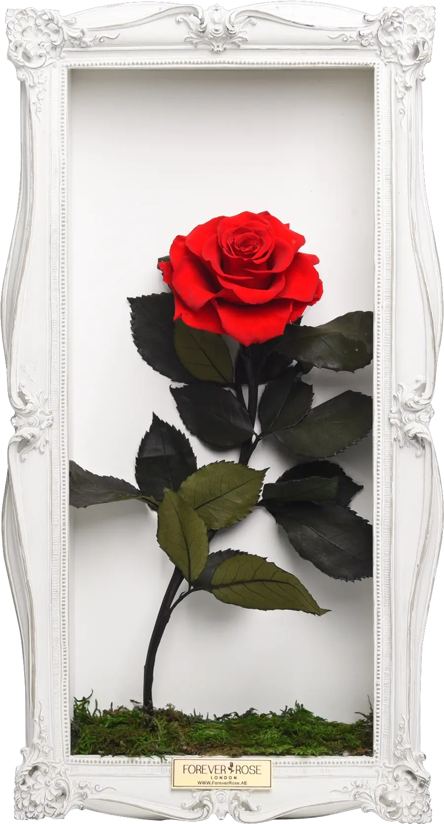 Wall Frame Wall Frame Picture Hd Png Single Rose Png