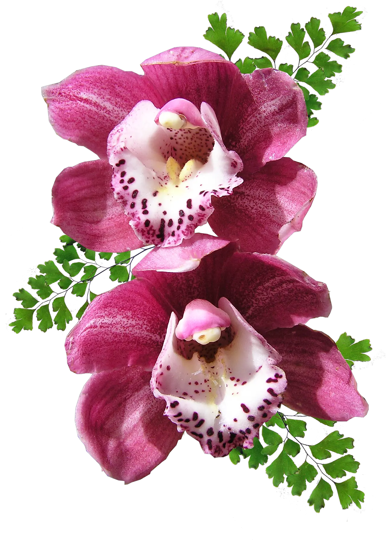 Orchid Png Image Orchid Png No Background Orchid Png