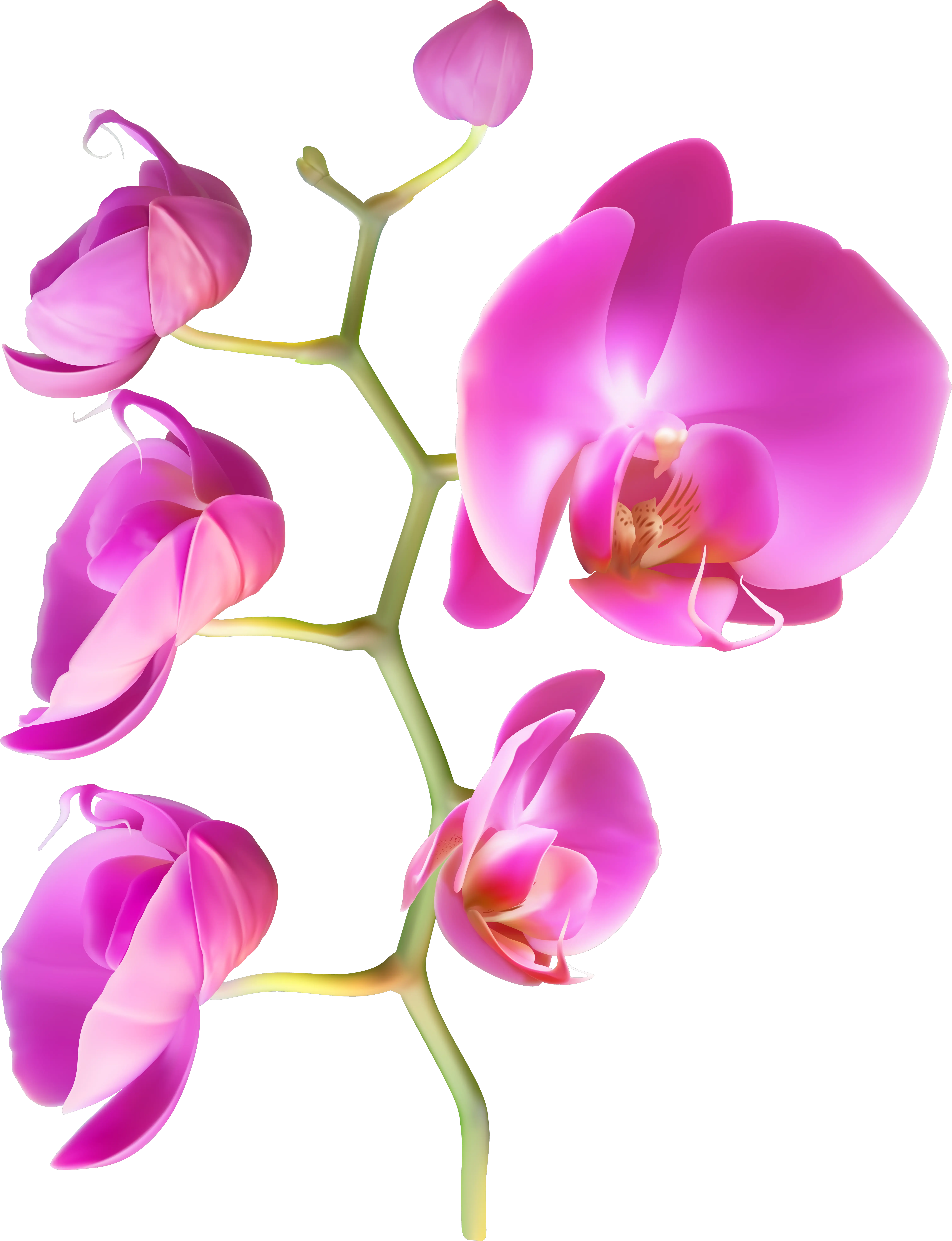 Orchid Flowers Png