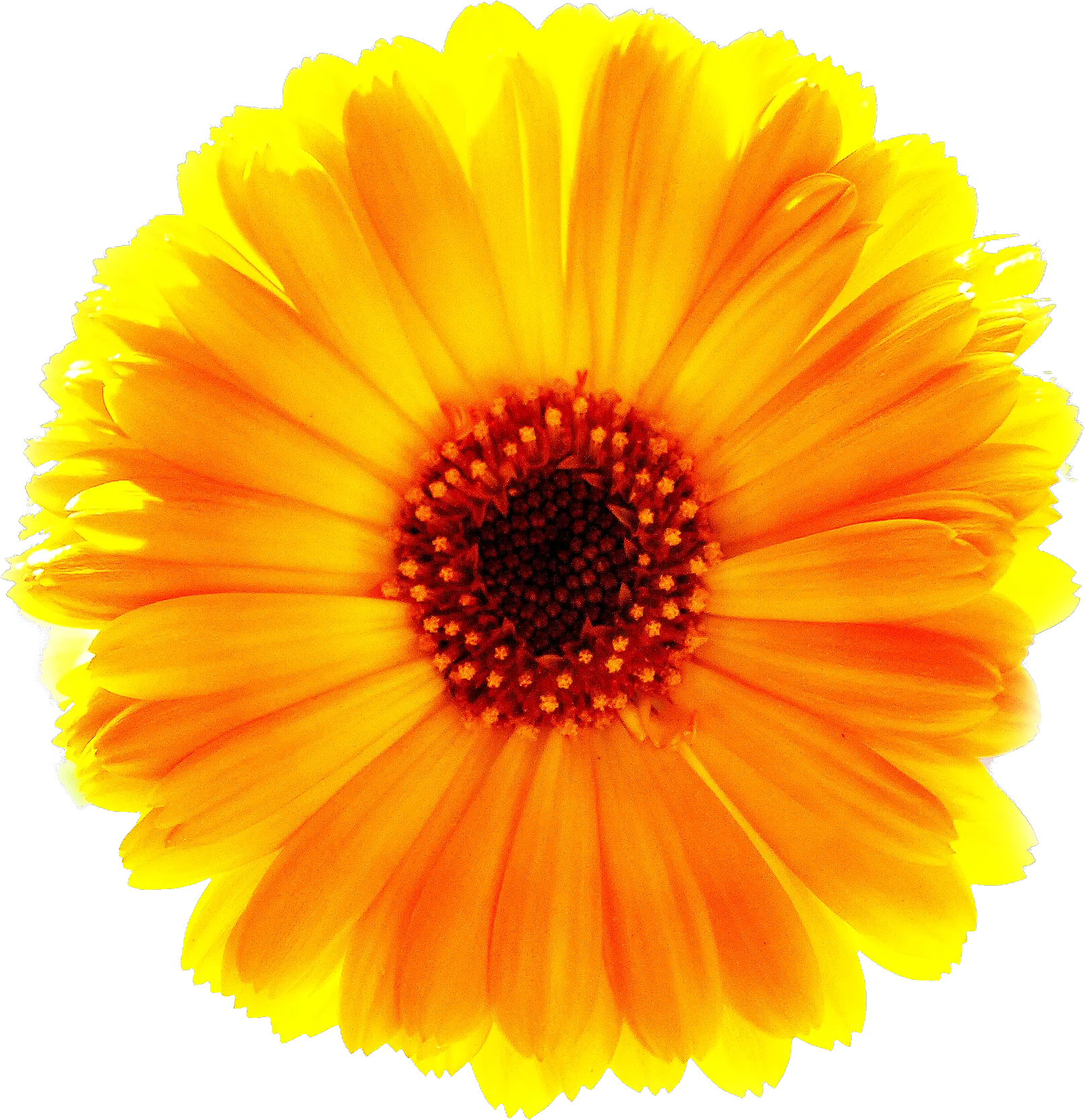 Download Marigold Png Free Red And Yellow Daisy Marigold Transparent