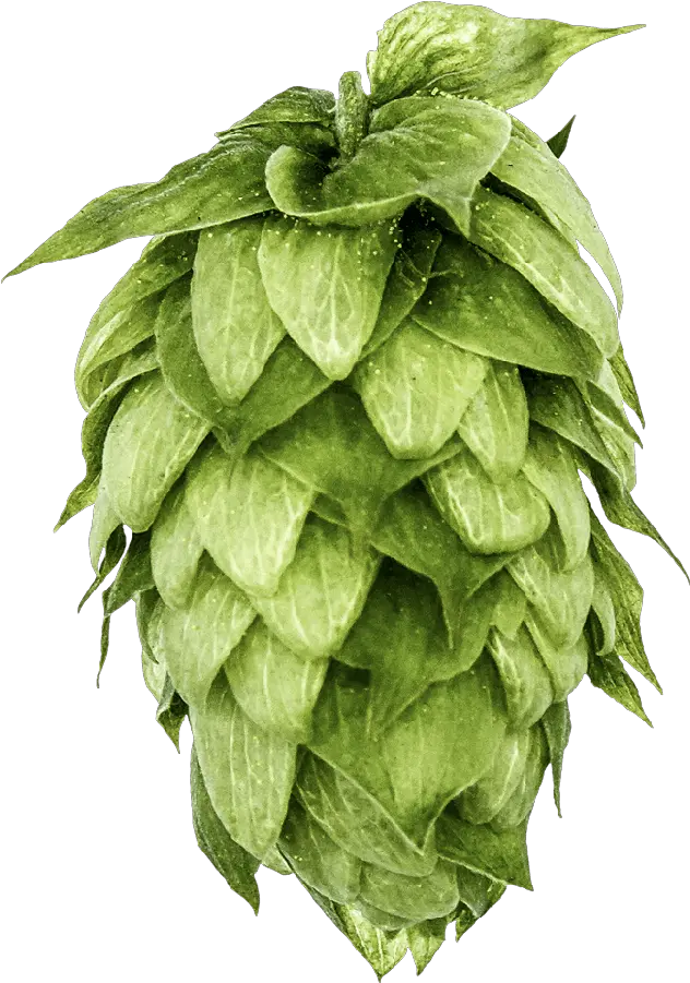 Hvb Imtc Mosaic Brand Hops Png Hops Png