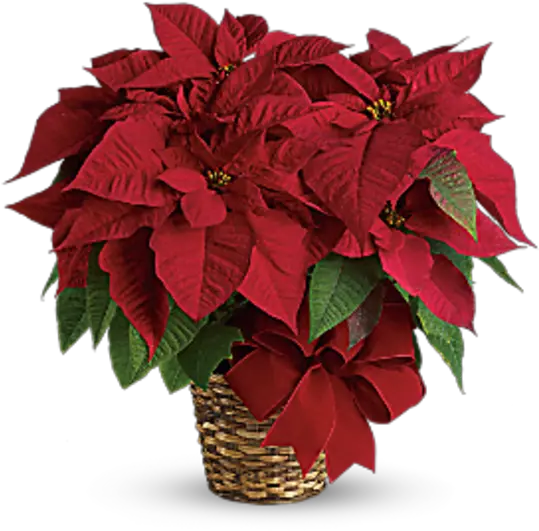 Poinsettia Png Poinsettia Red Poinsettia Transparent Background